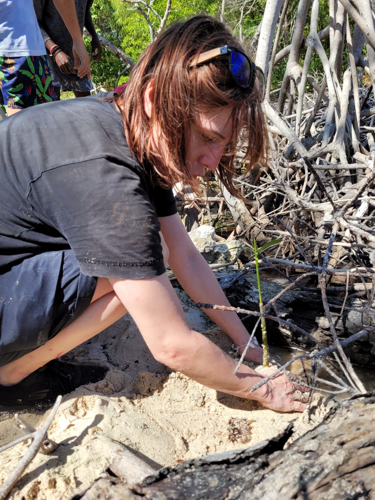 Mangrove Reforestation Tour