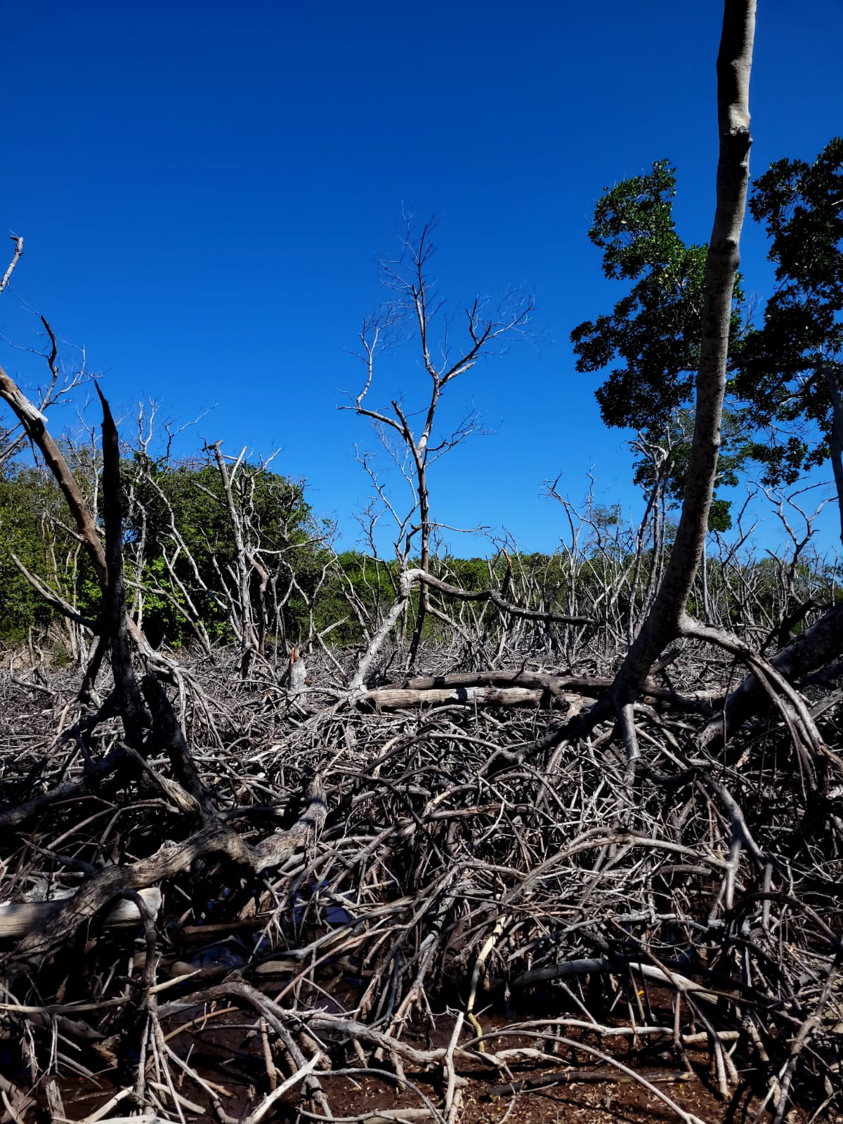 Mangrove Reforestation Tour