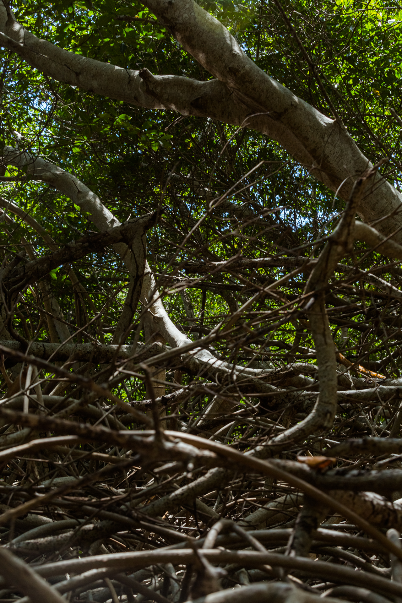 Mangrove Tunnel Canoe Tour