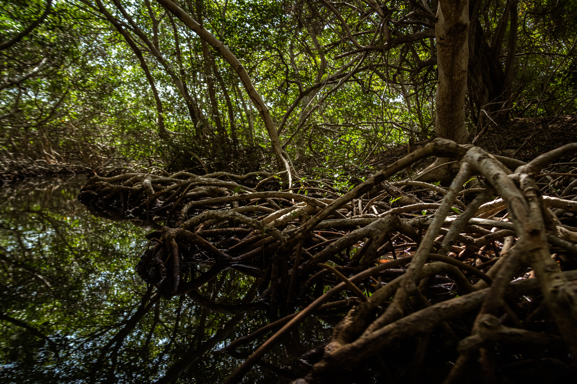 Mangrove Tunnel Canoe Tour